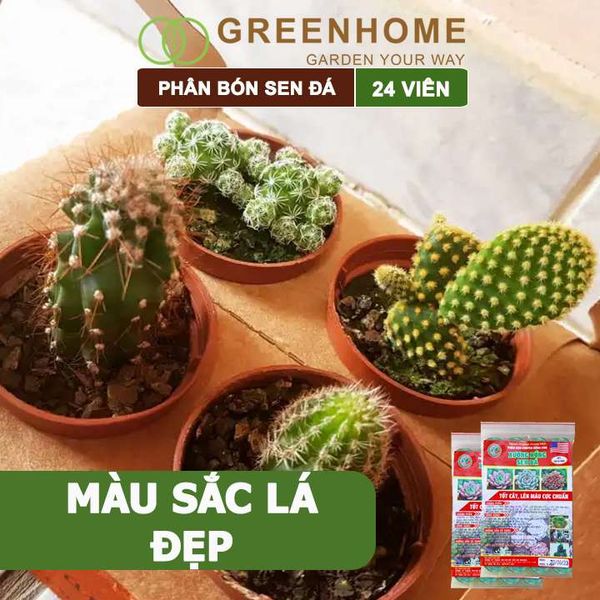 Phân bón sen đá, gói 24 viên, dùng cho xương rồng, cây mọng nước, kích rễ, lên màu chuẩn