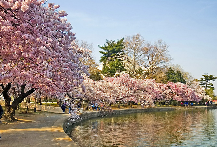 Du Xuân Đặc Sắc Tại New York
