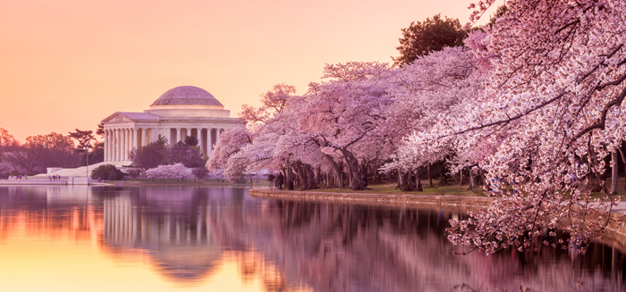 Hoa Anh Đào Mỹ Khoe Sắc Tại Brooklyn Botanic Garden