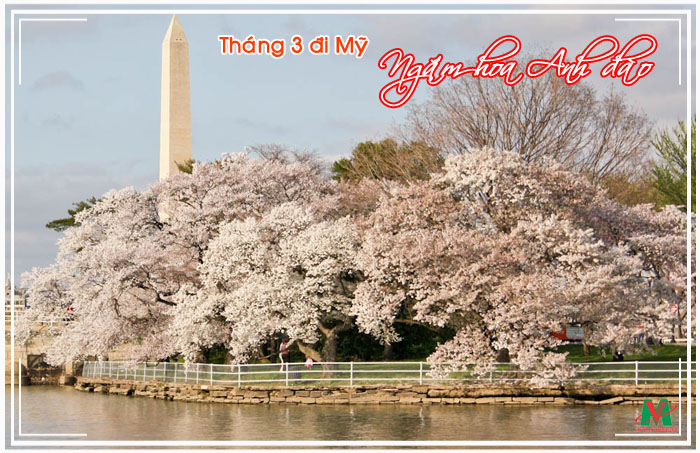 Tháng 3 Đi Mỹ Ngắm Hoa Anh Đào
