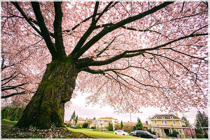 4-ly-so-de-yeu-mua-xuan-canada