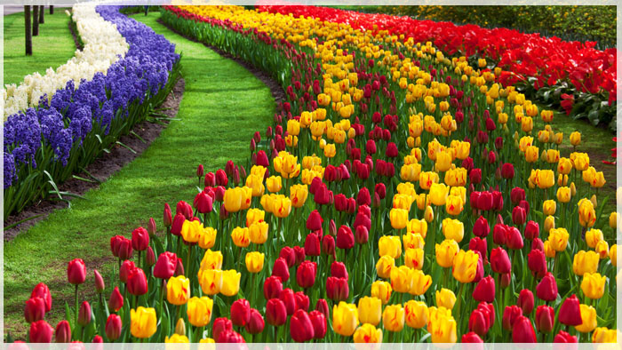 4 Lý Do Để Yêu Mùa Xuân Canada