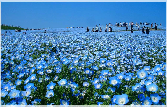 5 điểm du lịch đầu xuân truyền cảm hứng cho du khách