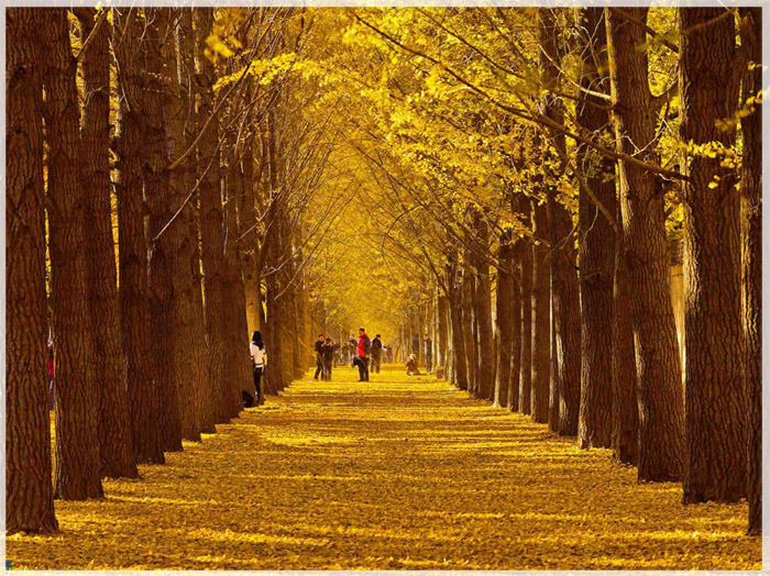 8-con-duong-mua-thu-me-man-du-khach