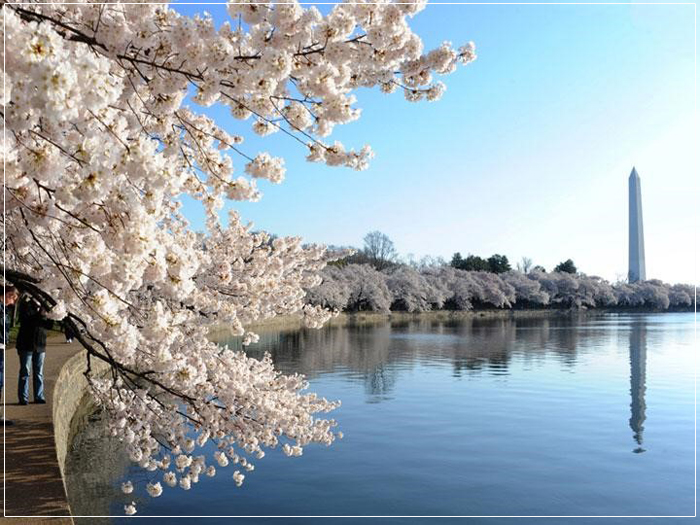 99 Kinh Nghiệm Khi Du Lịch Mỹ Mùa Hoa Anh Đào
