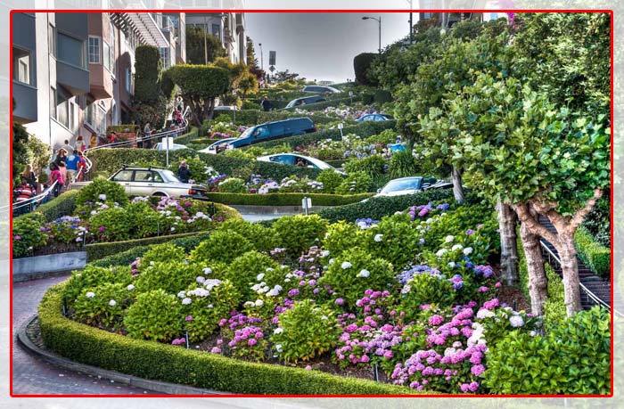 Duong-hoa-Lombard-duong-hoa-dep-tai-sanfranciso