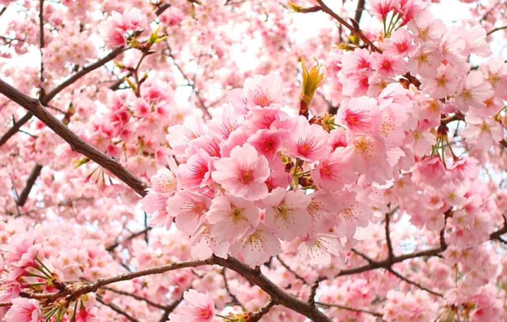 Những Điểm Du Lịch Châu Âu Mùa Xuân Đẹp Nhất