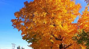 Ẩm Thực Mùa Thu Canada