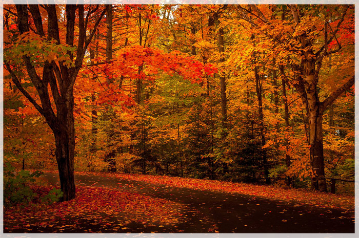 ban-tinh-ca-mua-thu-canada