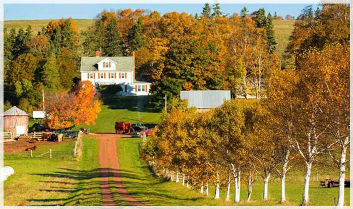 ban-tinh-ca-mua-thu-canada-Prince-Edward