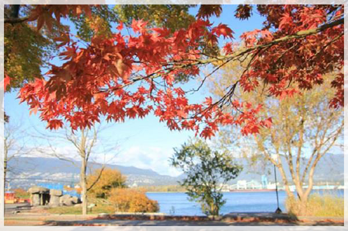 cau-chuyen-ve-la-phong-do-o-canada