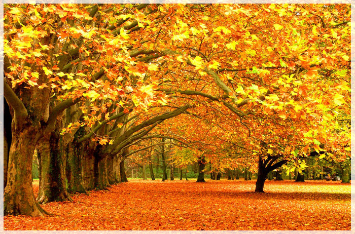 cau-chuyen-ve-la-phong-do-o-canada