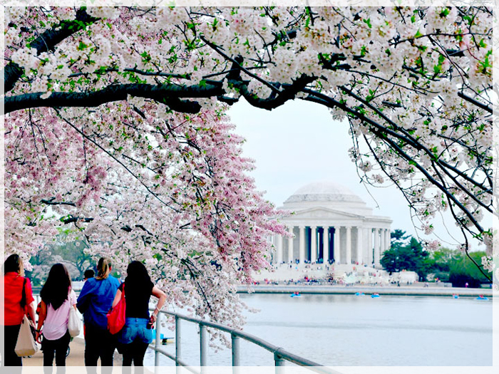 con-sot-du-xuan-my-theo-canh-hoa-dao