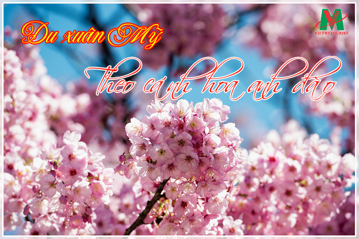 con-sot-du-xuan-my-theo-canh-hoa-dao