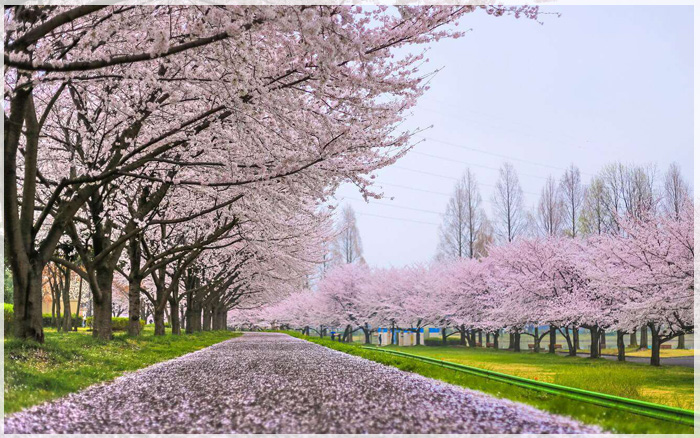 du-lich-canada-mua-xuan-01