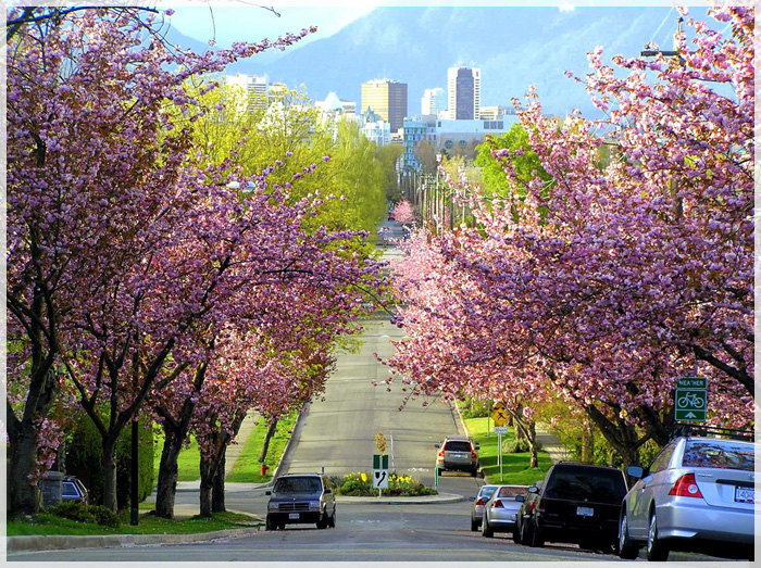 Mùa Xuân Có Nên Đi Du Lịch Canada Không?