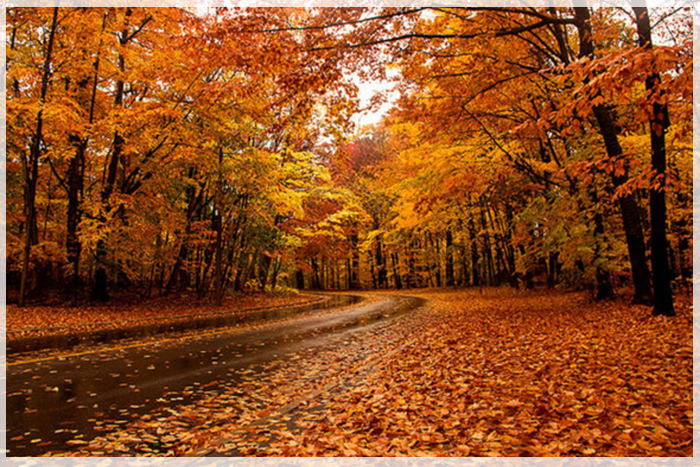 Mùa Thu Canada Có Gì Đặc Biệt?