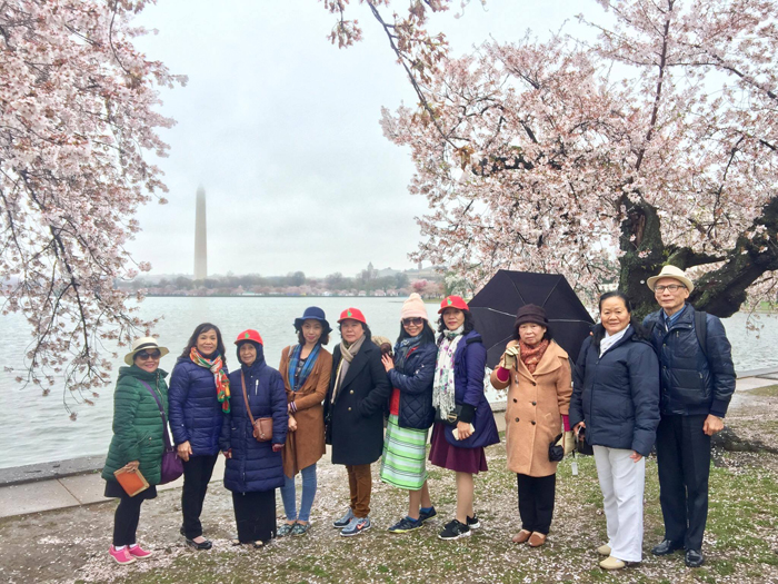 Rực Rỡ Mùa Hoa Anh Đào Ở Washington Dc