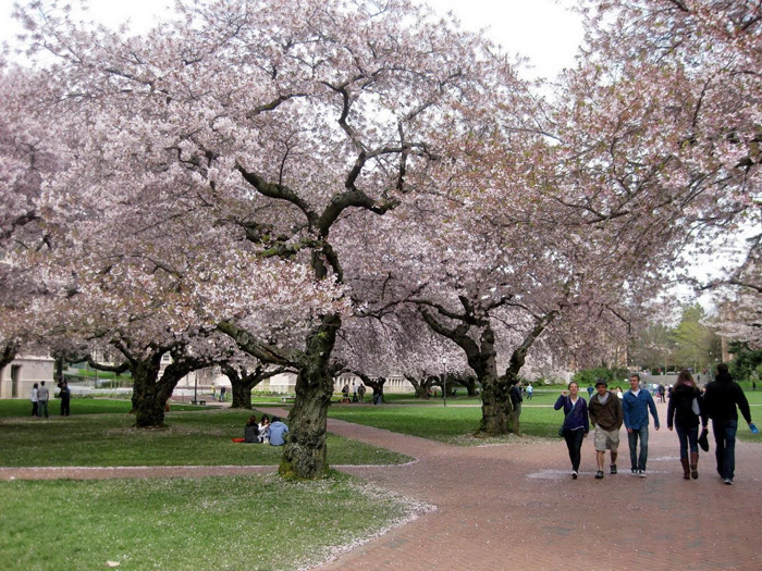 Du Lịch Mỹ Mùa Hoa Anh Đào Khác Gì Với Các Nước Châu Á?