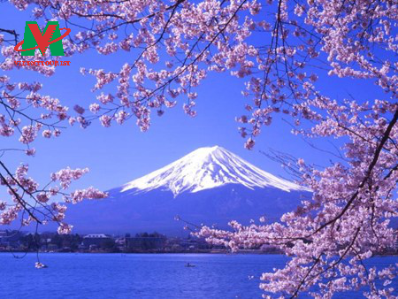 Nhật Bản Mùa Hoa Anh Đào Tokyo – Yamanashi – Yokohama