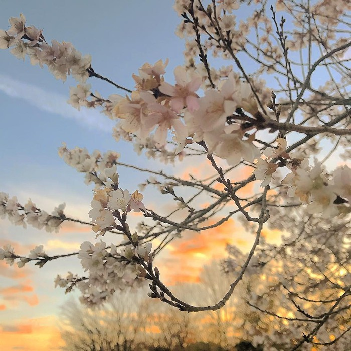 Du Xuân Ngắm Hoa Anh Đào Trên Đất Mỹ Tại Sao Không?