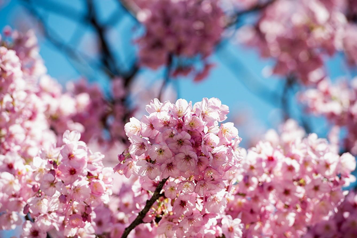 Du lịch Mỹ hoa Anh đào