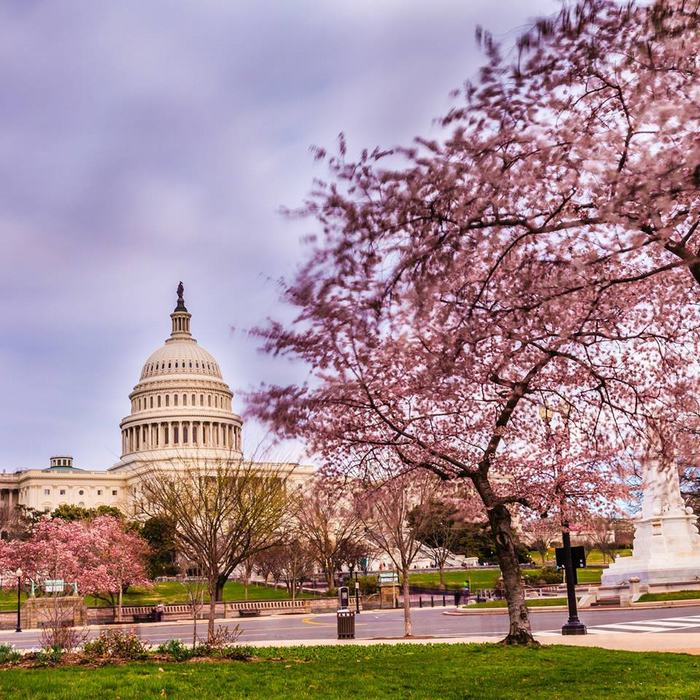 Du lịch Mỹ mùa hoa Anh đào