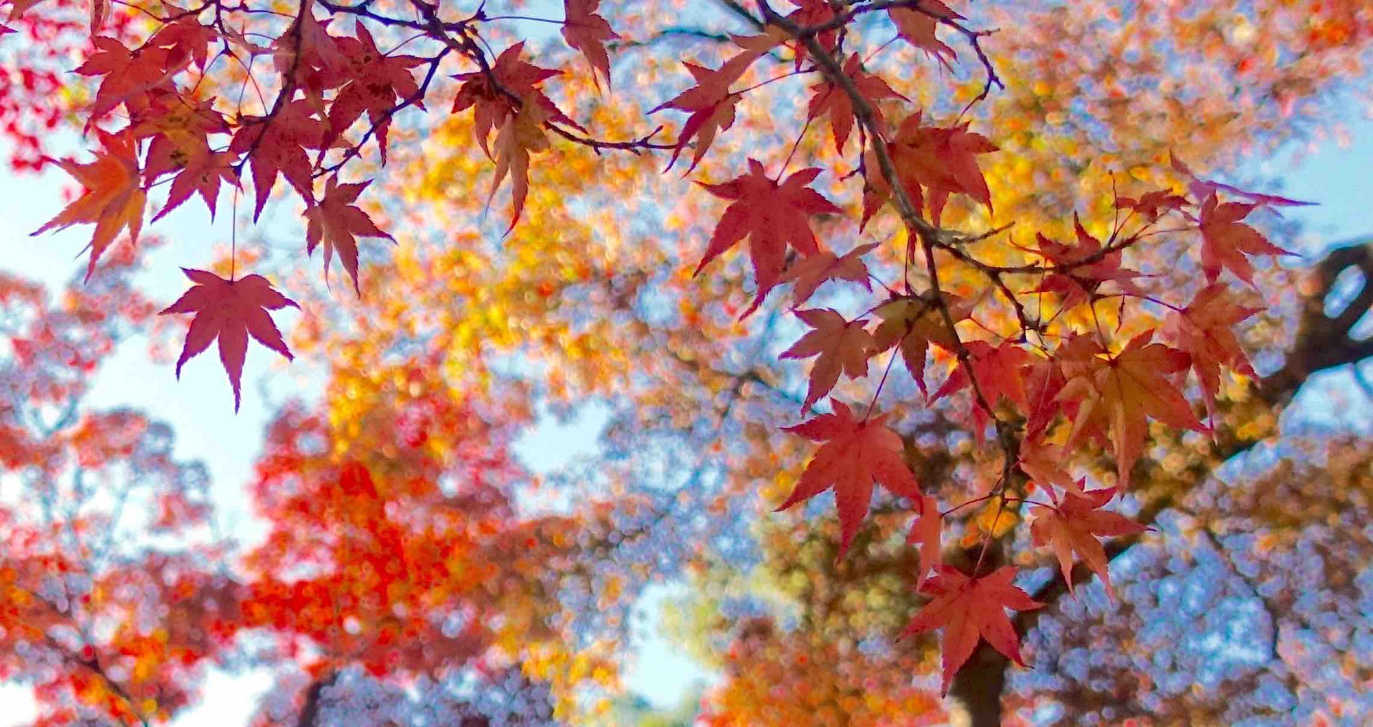 Tìm Hiểu Về Lá Phong- Biểu Tượng Của Đất Nước Canada Xinh Đẹp