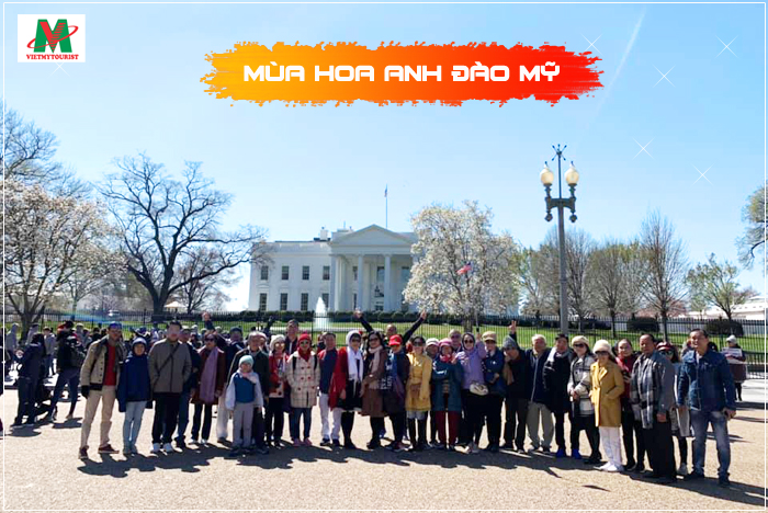 Du lịch Mỹ mùa hoa anh đào