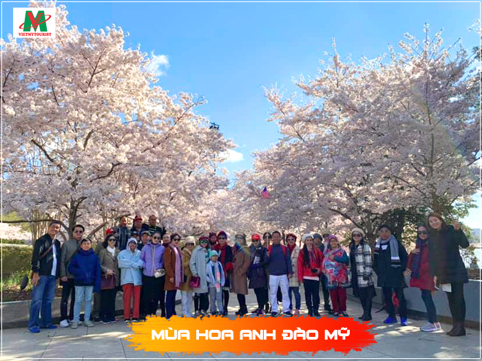 Đoàn 50 Khách Du Lịch Mỹ Mùa Hoa Anh Đào Tháng 4