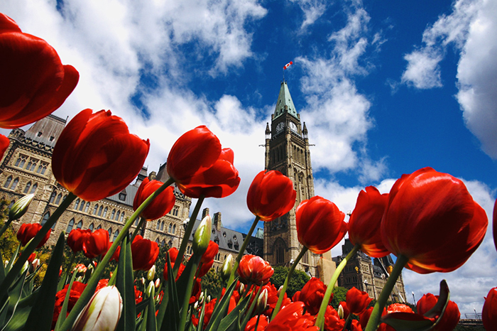 Khám Phá Thiên Đường Hoa Tulip Tại Canada
