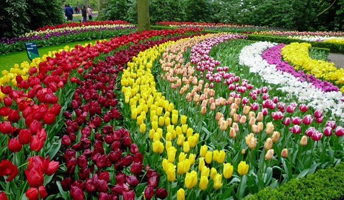 Khám phá thiên đường hoa tulip Canada