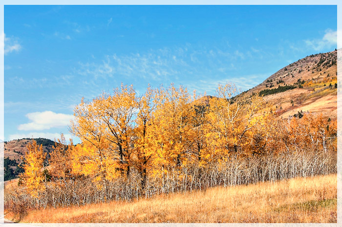 1 Tháng Màu Vàng Trên Đất Nước Canada