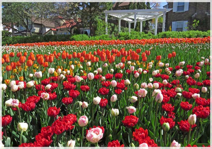 Du Lịch Canada Mùa Hoa Tulip Để Gắn Kết Một Tình Yêu