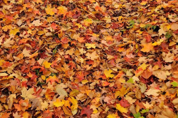 Lắng Đọng Mùa Thu Toronto