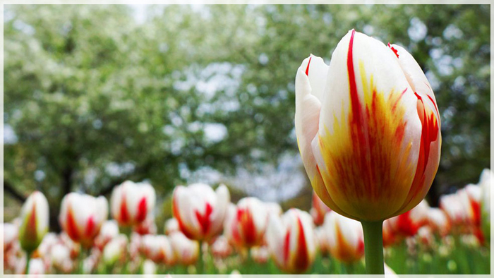 Du Lịch Canada – Rực Rỡ Mùa Hoa Tulip
