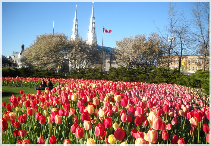 Lễ Hội Hoa Tulip Canada Lý Tưởng Cho Những Ai Yêu Cái Đẹp