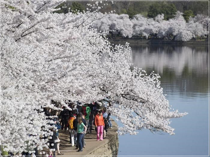 Những Lưu Ý Khi Du Lịch Mỹ Mùa Hoa Anh Đào
