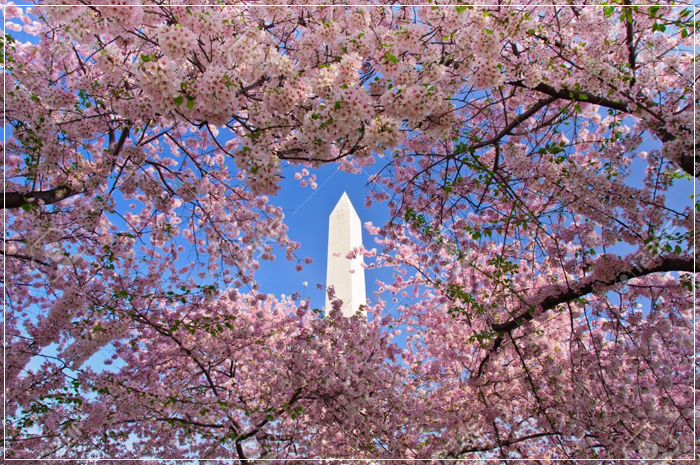 Một Nghìn Lẻ Một Lý Do Nhất Định Bạn Phải Đi Du Lịch Mỹ Mùa Hoa Anh Đào