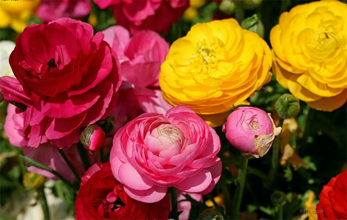 Bí mật mùa  hoa Mao Lương ở San Diego