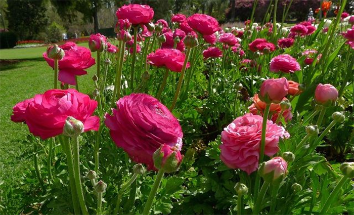 Tiết Lộ Bí Mật Mùa Hoa Mao Lương Ở San Diego