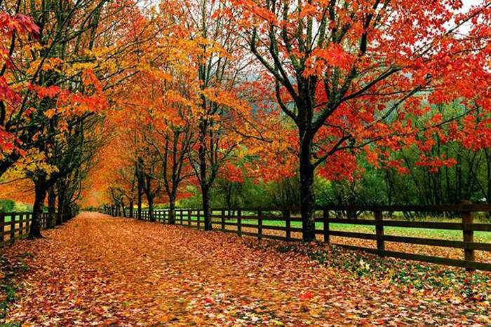 Nồng Nàn Khúc Ca Mùa Thu Tại Seattle