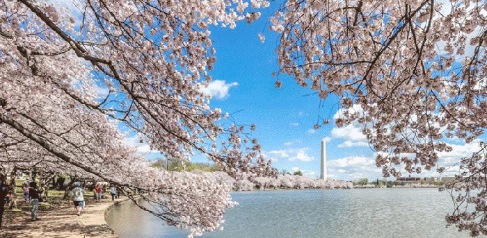 Tất Tần Tật Điều Cần Thuộc Lòng Khi Du Lịch Mỹ Mùa Hoa Anh Đào Lần Đầu
