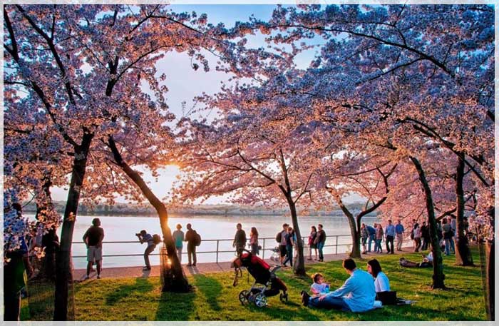 Thông Tin Cần Biết Cho Khách Đi Tour Mỹ Ngắm Hoa Anh Đào