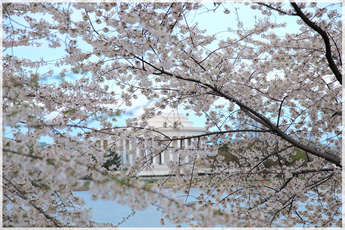 thu-gian-tai-le-hoi-hoa-anh-dao-my