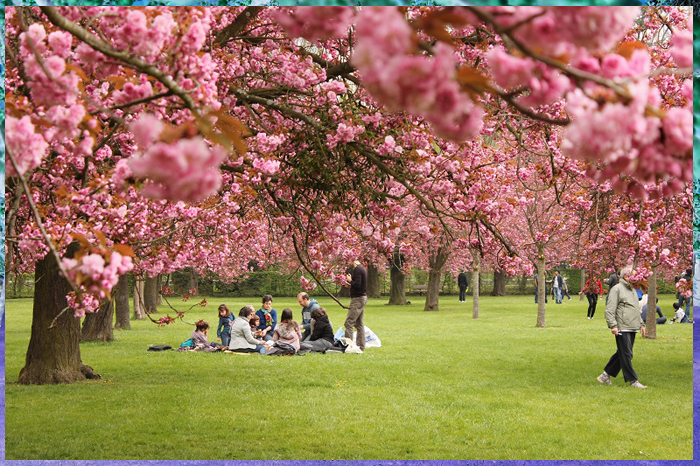 thu-gian-tai-le-hoi-hoa-anh-dao-my