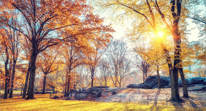 Tôi Kể Bạn Nghe Về Mùa Thu Nước Mỹ