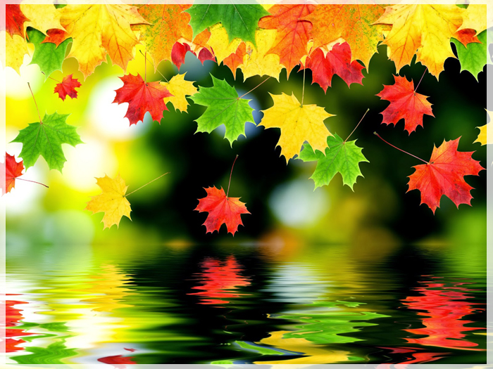 vi-sao-la-phong-la-bieu-tuong-canada