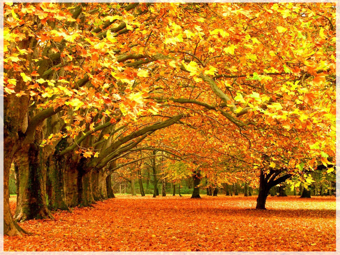 vi-sao-la-phong-la-bieu-tuong-canada