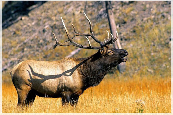 Di Sản Thiên Nhiên Yellowstone Tại Mỹ Có Gì Hấp Dẫn Du Khách?